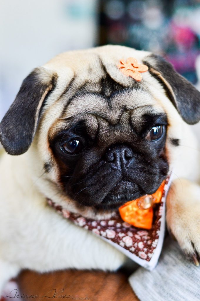 Rosto de cão pug de pelagem clara e focinho escuro.