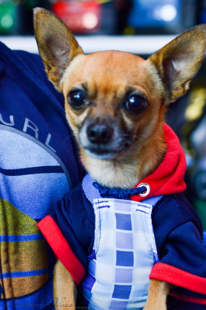 Cão de pequeno porte e pelagem caramelo usando roupa azul e vermelha.