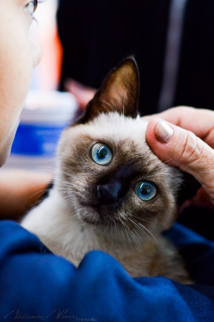 Gato de olhos azuis recebendo carinho na cabeça.